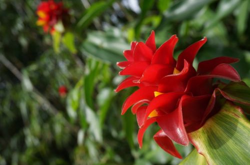 hawaii flower tropical