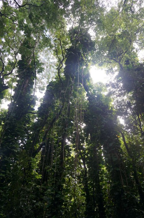 hawaii tropical rainforest