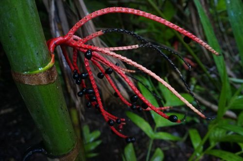 hawaii flower tropical