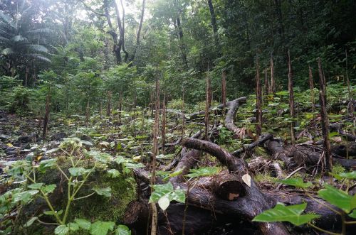 hawaii tropical rainforest