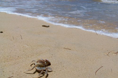 hawaii sea crab