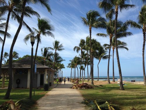 hawaii palm trees vacation