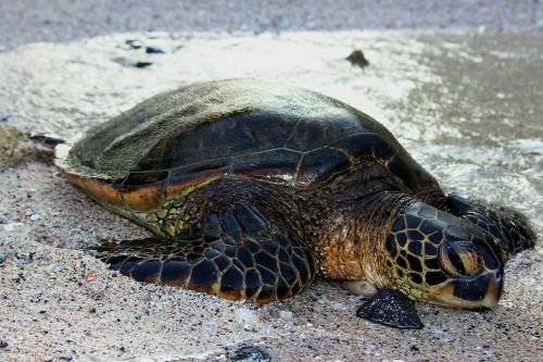 hawaii beach sea turtle