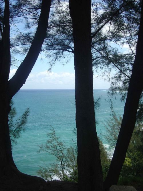 hawaii ocean trees