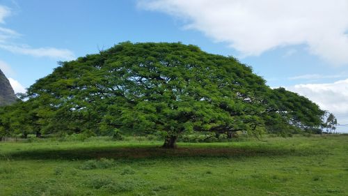 hawaiian umbrella tree nature