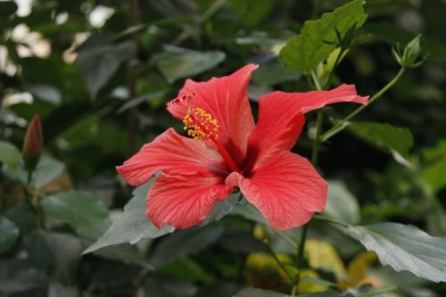 hawaiibloem hibiscus hawaii