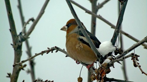 hawfinch  bird  winter