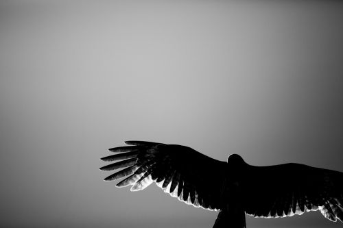 hawk black and white backlight