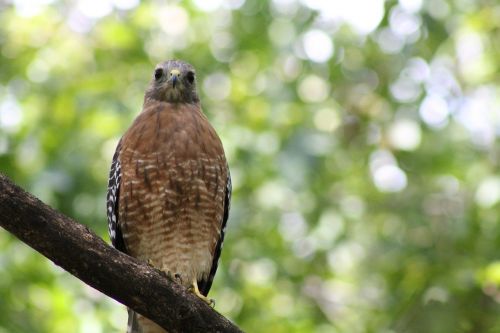 hawk watching bird