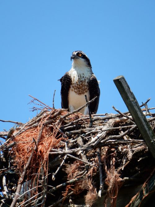 hawk nest nature