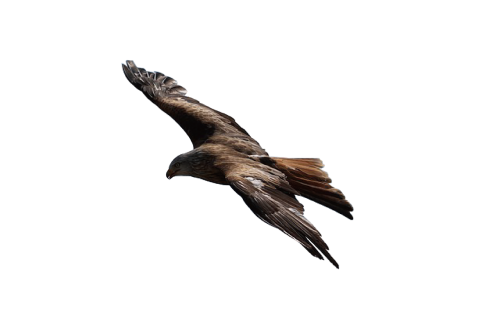 hawk eagle bird