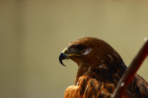 hawk po-faced bird