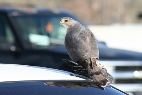 hawk pigeon salt lake city