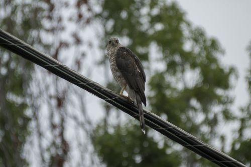 hawk wildlife nature