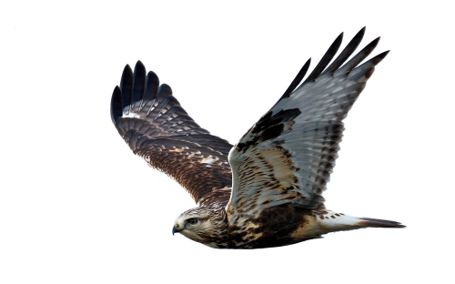 hawk flight raptor