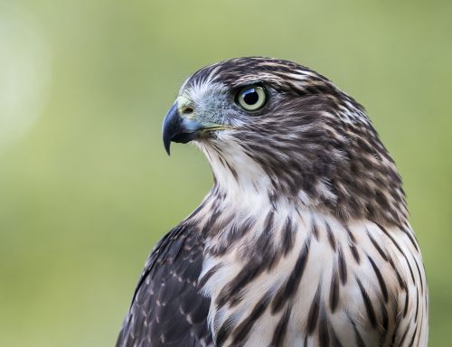 hawk bird profile