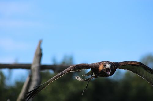 hawk flight bird