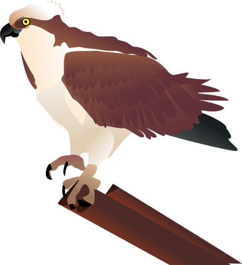 hawk osprey falcon