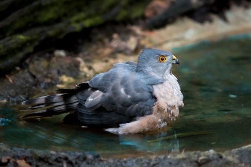 hawk water play nature