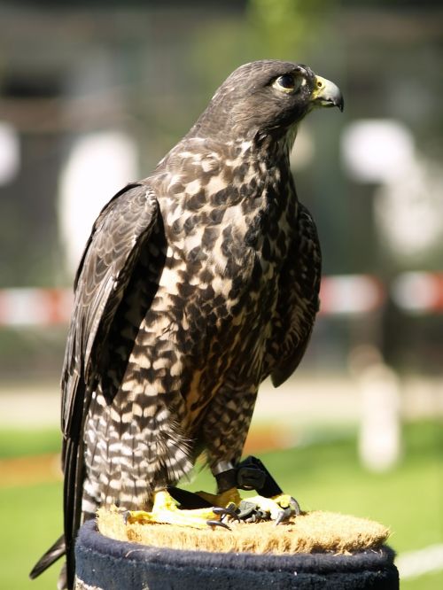 hawk raptor bird of prey