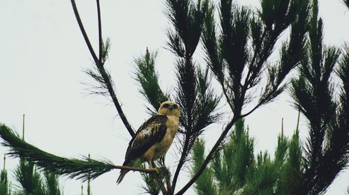 hawk  nature  bird