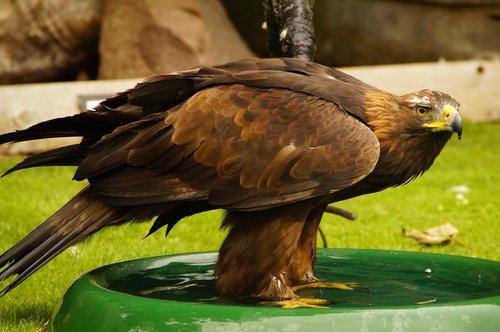 hawk  swim  bird bath
