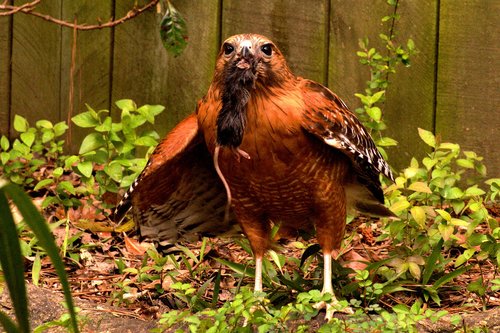 hawk  bird  predator