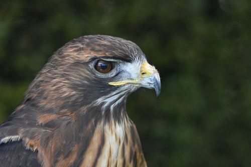 hawk  eagle  falcon