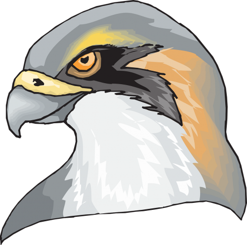 hawk bird head
