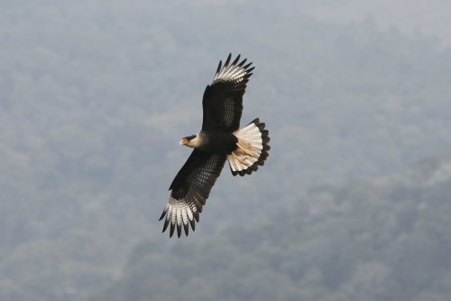 hawk bird prey