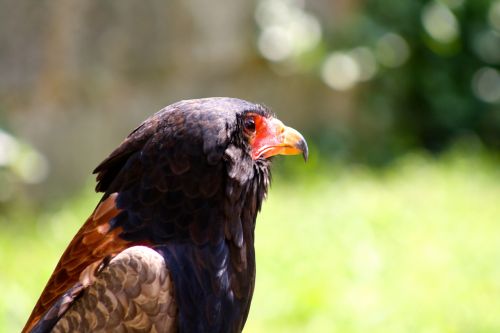 hawk bird of prey falconry