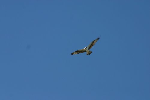 hawk bird of prey blue sky