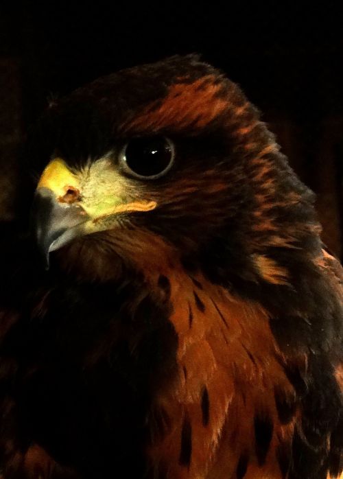 hawk bird of prey predator