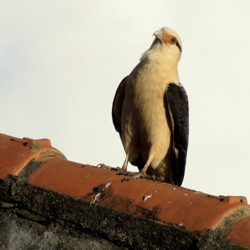 hawk-carrapateiro bird prey
