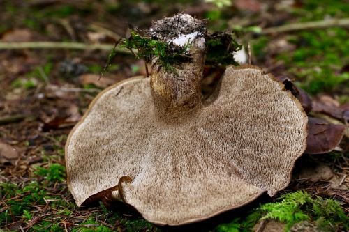 hawk mushroom mushroom autumn