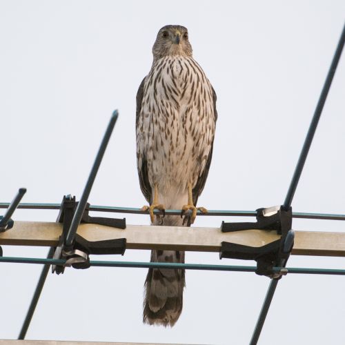 Hawk Sitting