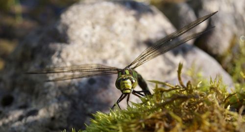 hawker dragonfly insect