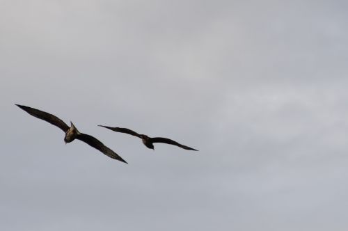 hawks flying together