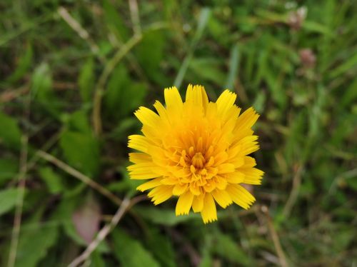 hawkweed blossom bloom