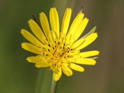 hawkweed flower blossom