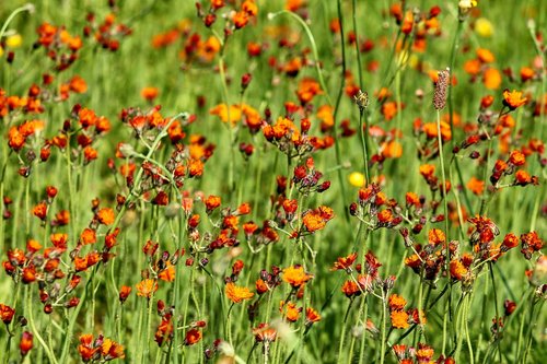 hawkweed  flower meadow  pilosella aurantiaca