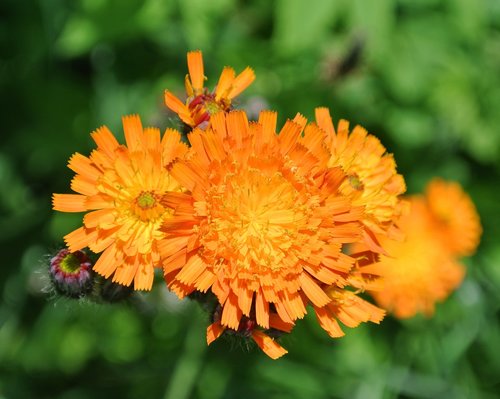 hawkweed  meadow  composites