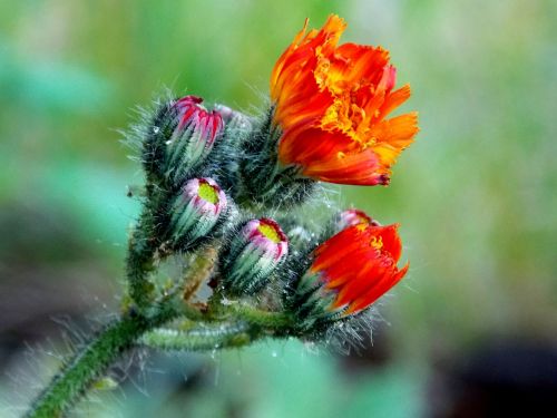 hawkweed composites red orange hawkweed