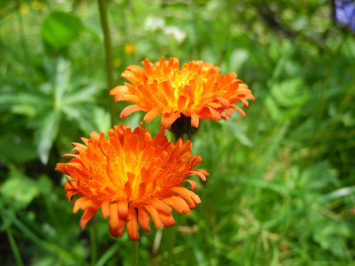 hawkweed flower orange