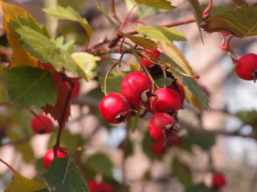 hawthorn plant berry