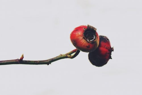 hawthorn plant bush