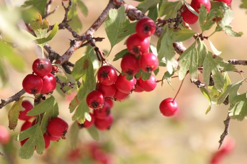 hawthorn mountain fruit red fruit