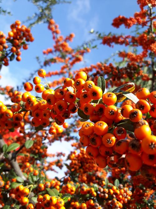 hawthorn tree red