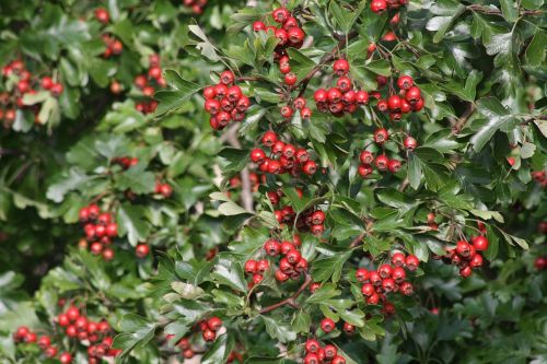 hawthorn red fruits