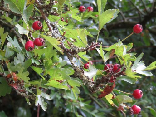 hawthorn tree fruit
